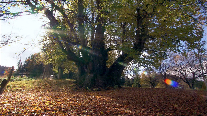 Die geheimnisvolle Welt der Bäume – Bild: 3sat
