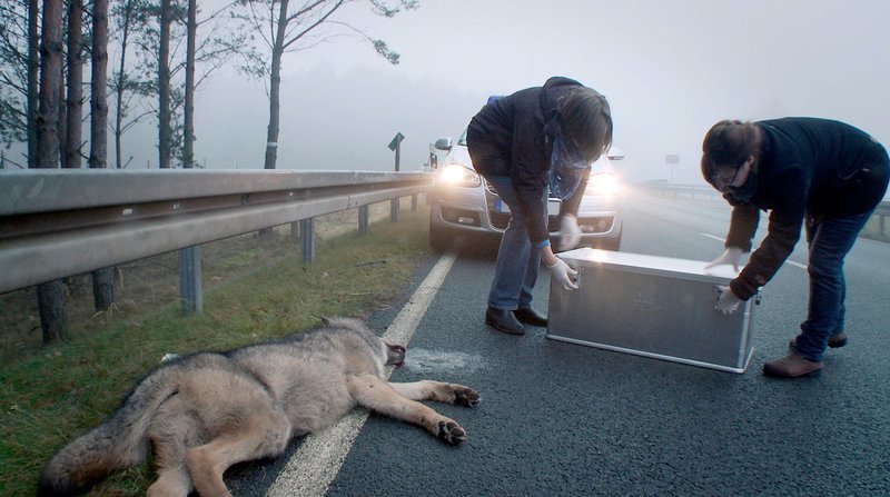 Der größte Feind des Wolfs hierzulande ist das Auto. – Bild: ORF