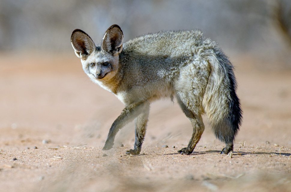 Der Löffelhund ist ein typischer Bewohner der Kalahari-Wüste in Namibia. – Bild: Fabian Mühlberger / Der Löffelhund ist ein typischer Bewohner der Kalahari-Wüste in Namibia.