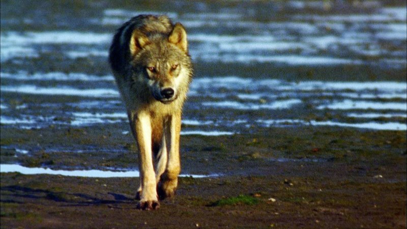 Ein Küstenwolf nähert sich Gudrun Pflüger, British Columbia, Kanada. – Bild: ORF
