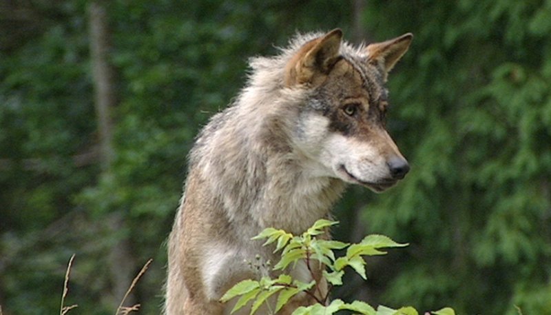 Der Alpenwolf. – Bild: ZDF und SR