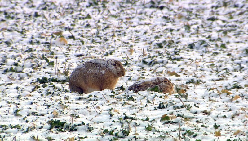 NDR Fernsehen DIE NORDSTORY – HIRSCH, HASE, REH , am Freitag (08.11.13) um 20:15 Uhr. Feldhasen trotzen der Witterung. – Bild: NDR/​Ralf Erdmann