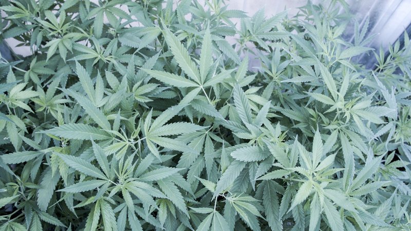 In speziellen Gewächshäusern züchten israelische Hanfbauern Cannabis für medizinische Zwecke. – Bild: ZDF und Ricardo Garzon In speziellen Gewächshäusern züchten israelische Hanfbauern Cannabis für medizinische Zwecke. – Bild: ZDF und Ricardo Garzon