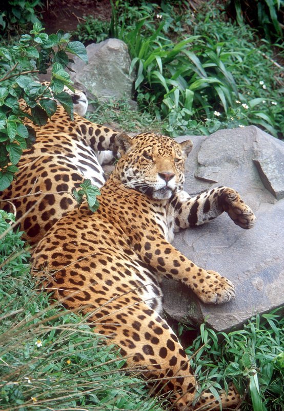 Der Jaguar ist für die Kichwa Indianer ein heiliges Tier. In ihnen leben die Seelen verstorbener Schamanen weiter. – Bild: NDR/​NDR/​HIT Wildlife
