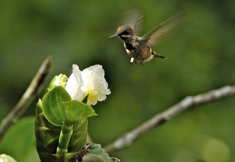 Grüne Fadenelfe im Anflug auf eine Blüte. – Bild: MDR/​MDR/​Mike Potts