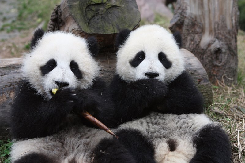 Das Panda-Mädchen Shu Hin und ihr Zwillingsbruder. – Bild: Geo Television