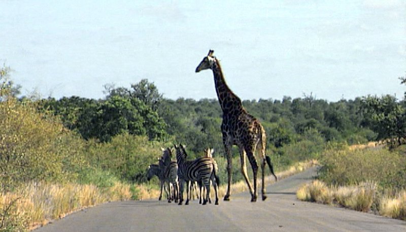 Giraffe und Zebras im Krüger Park in Südafrika. – Bild: HR