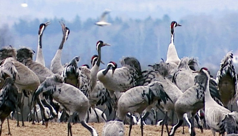 hr-fernsehen NATURPARADIES SKANDINAVIEN, Ein Film von Werner Czarnecki, am Freitag (24.04.15) um 21:00 Uhr. Kraniche. – Bild: HR