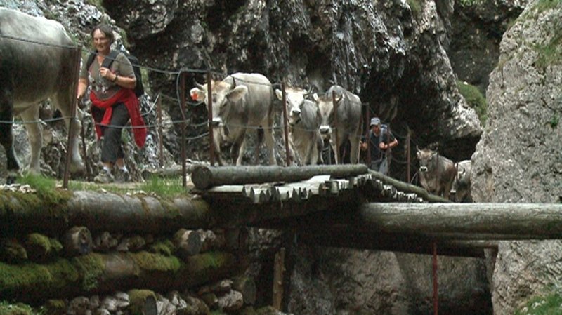 Durch die Klamm treiben die Völser Bauern ihr Vieh hinauf auf den Schlern. – Bild: BR Durch die Klamm treiben die Völser Bauern ihr Vieh hinauf auf den Schlern. – Bild: BR