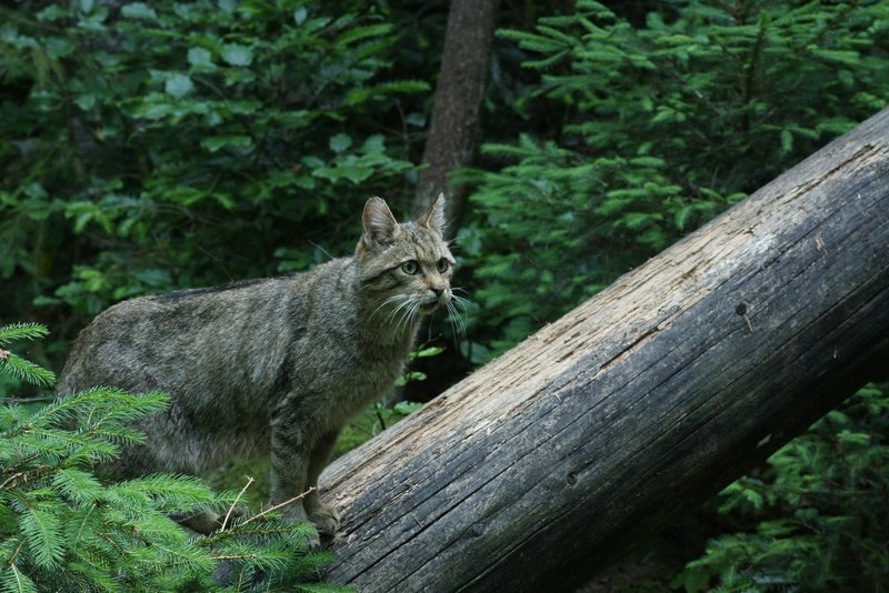 Die scheue Wildkatze wurde 1912 in Baden-Württemberg ausgerottet und ist von den Vogesen her kommend bereits an der Grenze des Schwarzwalds wieder heimisch geworden. – Bild: Geo Television /​ NDR Natur