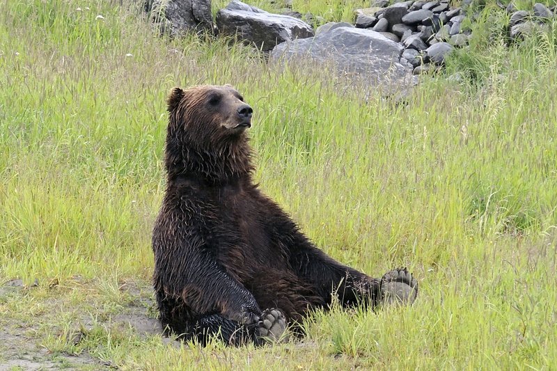 Am Wegesrand kann einem in Alaska auch mal ein Grizzly begegnen… – Bild: HR/​Peter Weinert
