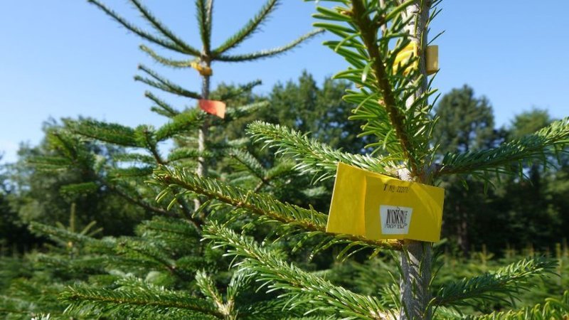 Hinter dem Weihnachtsgeschäft mit dem Tannenbaum steckt das Kalkül einer millionenschweren, globalisierten Industrie. – Bild: Servus TV
