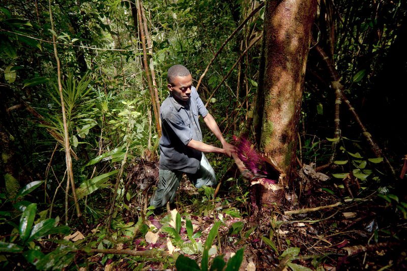 Ein Mann schlägt illegal Rosenholz im Marojejy-Nationalpark. – Bild: ARTE France /​ © Toby Smith