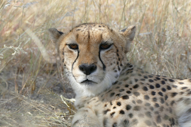Anna und die wilden Tiere 31 So jagt der Gepard fernsehserien.de Anna und die wilden Tiere 31 So jagt der Gepard fernsehserien.de