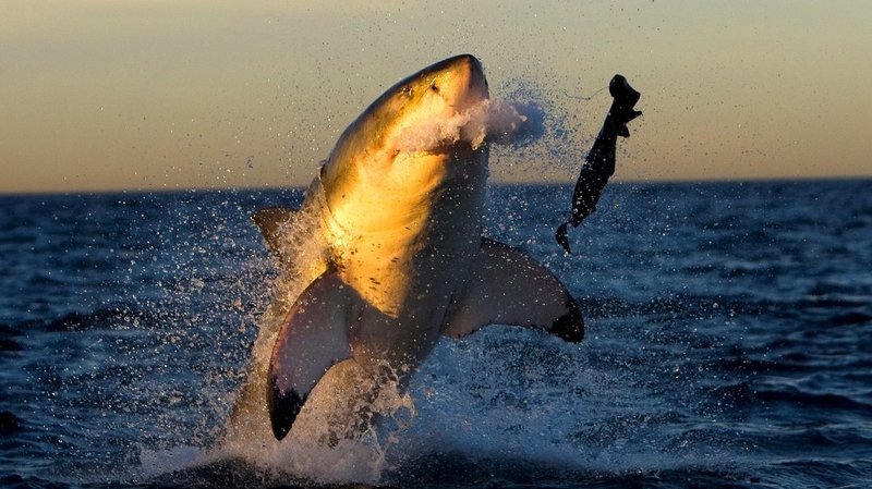 Shark Week – Bild: S1 Shark Week – Bild: S1