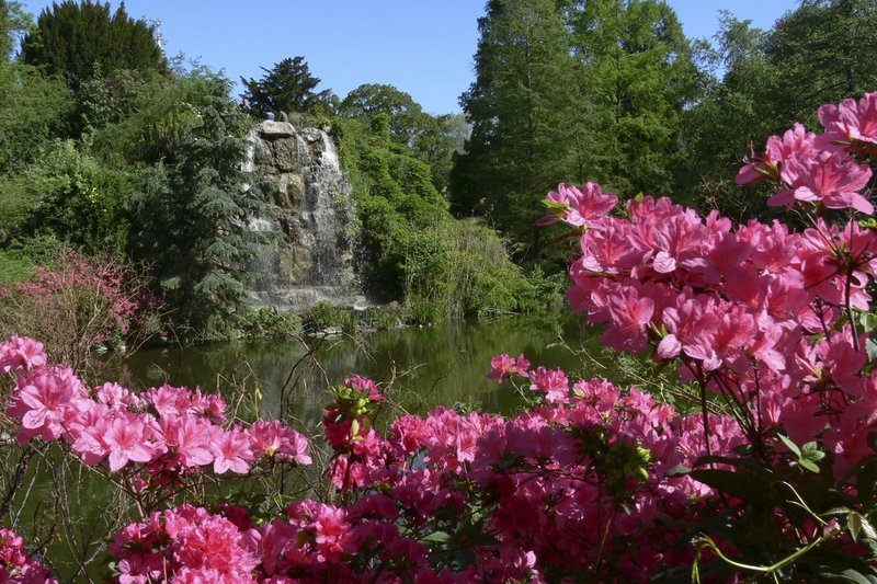 Rhododenron am Wasserfall im Frankfurter Palmengarten. – Bild: HR/​Palmengarten Frankfurt