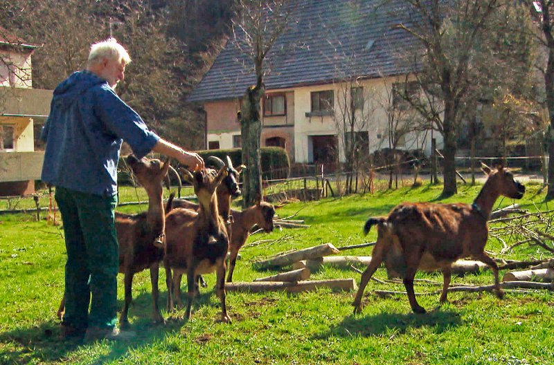 Ulrich Jaudas ist als Kind im Remstal mit Ziegenmilch groß geworden. Seitdem hat er sein Herz an die Ziegen verloren. – Bild: SWR