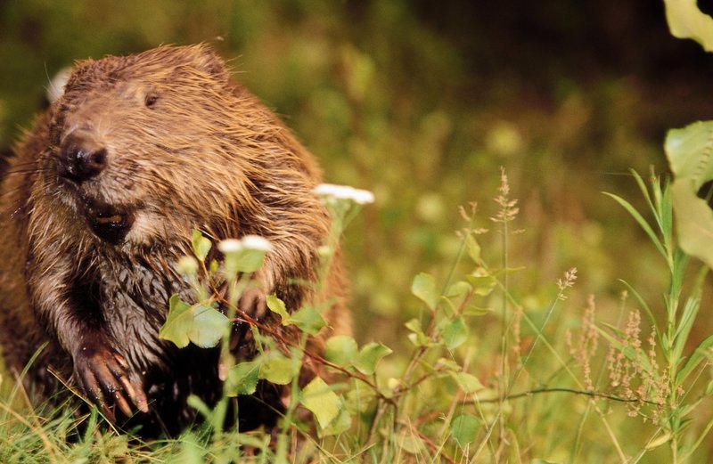 Hulik und die Biber – Bild: ORF
