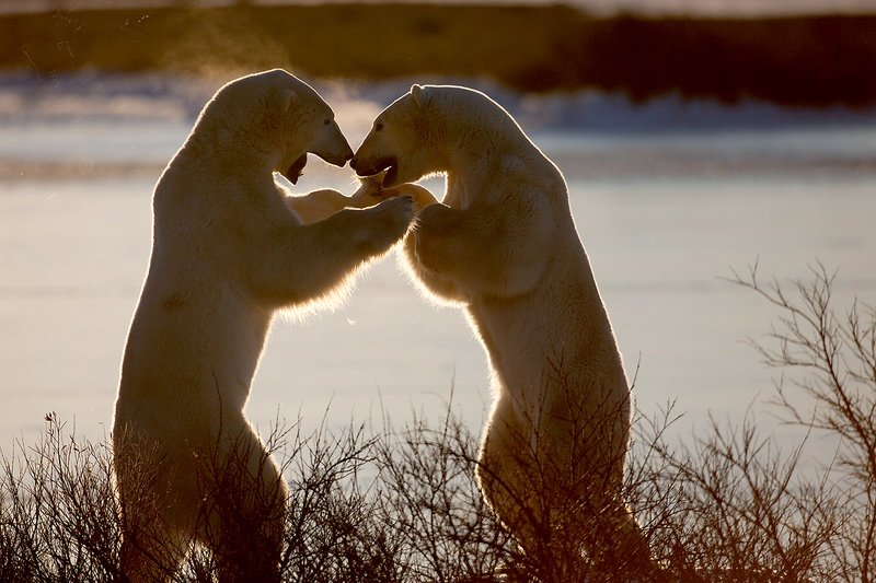 Zwei kämpfende Eisbären – Bild: ARTE France /​ © Rémy Marion/​Pole Images