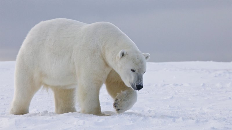 Big is Beautiful - Die Größe zählt – Bild: GEO Television