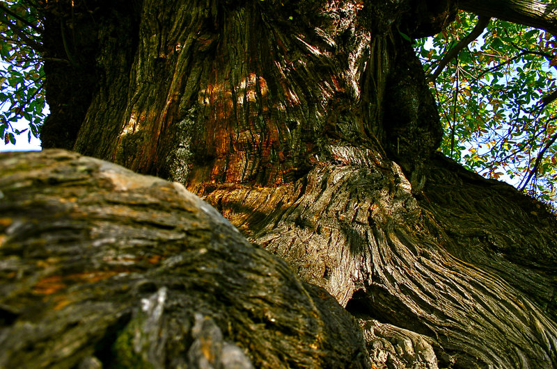 Kastanien, Das Brot der Korsen – Bild: ARTE  Honorarfreie Verwendung nur im Zusammenhang mit genannter Sendung und bei folgender Nennung „Bild: Sendeanstalt/​Copyright“. Andere Verwendungen nur nach vorheriger Absprache: ARTE-Bildredaktion