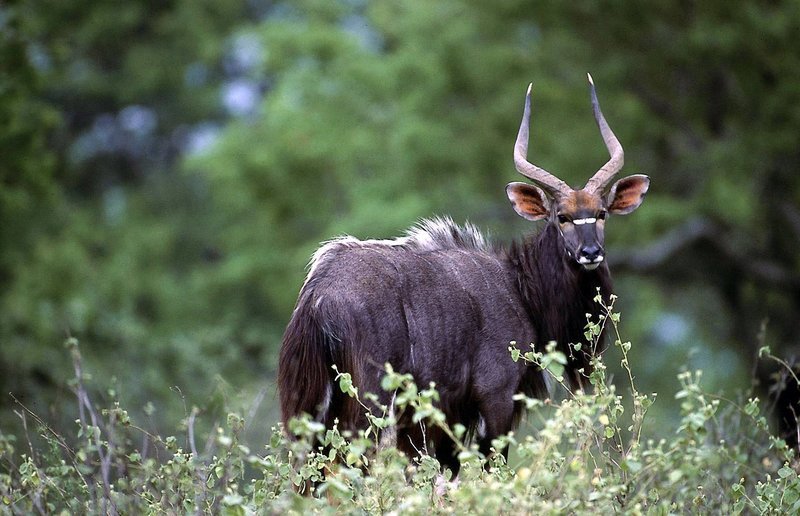 Nyala-Antilopen aus dem Buschland Umfolozis im Süden Afrikas gehören zu den schönsten Hornträgern. Mit eindrucksvollen Parademärschen streiten die Böcke um die Gunst der Weibchen. – Bild: ORF