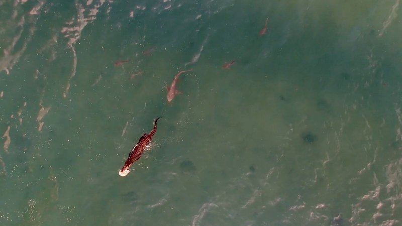 A large salt water crocodile with a turtle in its mouth, is chased by Tawney Nurse sharks and smaller, black tip sharks. It’s the first time behavior like this has been witnessed. – Bild: DMAX