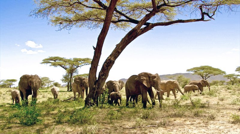 Elefantenfamilien bestehen nur aus Weibchen und ihren Jungen. – Bild: phoenix/​ZDF/​Grand Passage Media