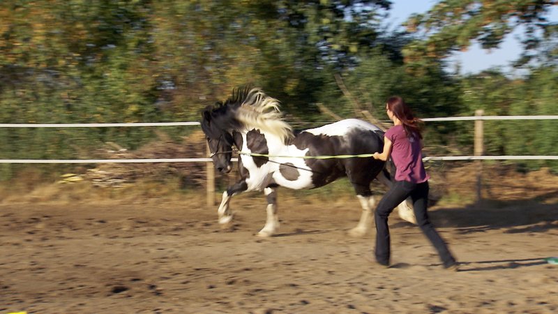 Die Pferdeprofis Kritik