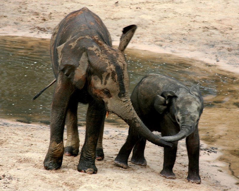 Dzanga Bai ist für junge Waldelefanten einer der besten Spielplätze überhaupt. – Bild: Geo Television /​ Doclights