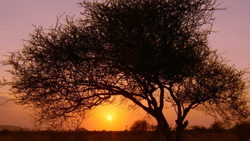 Die letzte Giraffe – Bild: TVNOW /​ © Flair Production 2018