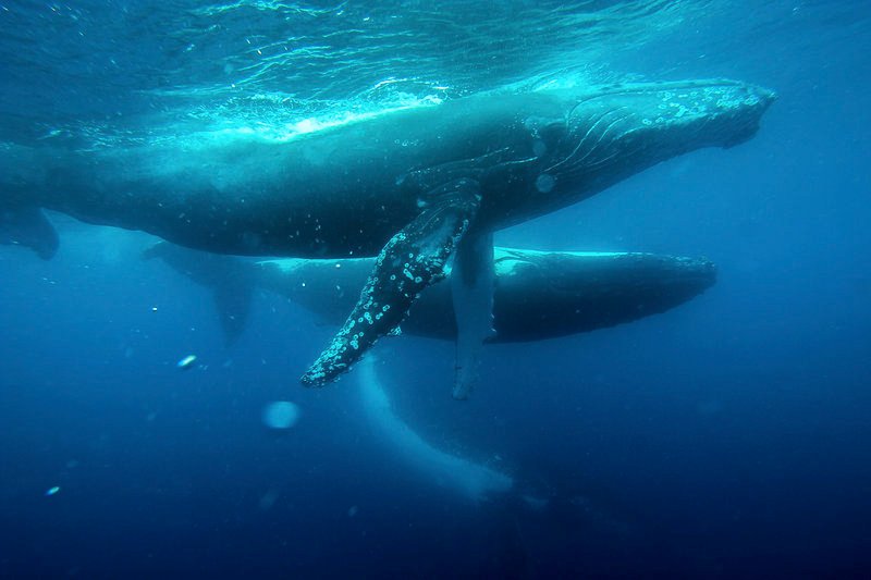 Buckelwale in der nordwestaustralischen Region Kimberley. Diese abgelegene Gegend gilt als größtes Fortpflanzungsgebiet dieser Tiere.Zur ARTE-Sendung Wo die Wale zur Welt kommen 1: Buckelwale in der nordwestaustralischen Region Kimberley. Diese abgelegene Gegend gilt als größtes Fortpflanzungsgebiet dieser Tiere. © Sea Dog TV International Foto: ARTE France Honorarfreie Verwendung nur im Zusammenhang mit genannter Sendung und bei folgender Nennung „Bild: Sendeanstalt/Copyright“. Andere Verwendungen nur nach vorheriger Absprache: ARTE-Bildredaktion, Silke Wölk Tel.: +33 3 881 422 25, E-Mail: bildredaktion@arte.tvZur ARTE-Sendung Wo die Wale zur Welt kommen 1: Buckelwale in der nordwestaustralischen Region Kimberley. Diese abgelegene Gegend gilt als gröütes Fortpflanzungsgebiet dieser Tiere. © Sea Dog TV International Foto: ARTE France Honorarfreie Verwendung nur im Zusammenhang mit genannter Sendung und bei folgender Nennung „Bild: Sendeanstalt/Copyright“. Andere Verwendungen nur nach vorheriger Absprache: ARTE-Bildredaktion, Silke Wölk Tel.: +33 3 881 422 25, E-Mail: bildredaktion@arte.tv – Bild: Sea Dog TV International / © Sea Dog TV International Buckelwale in der nordwestaustralischen Region Kimberley. Diese abgelegene Gegend gilt als größtes Fortpflanzungsgebiet dieser Tiere.Zur ARTE-Sendung Wo die Wale zur Welt kommen 1: Buckelwale in der nordwestaustralischen Region Kimberley. Diese abgelegene Gegend gilt als größtes Fortpflanzungsgebiet dieser Tiere. © Sea Dog TV International Foto: ARTE France Honorarfreie Verwendung nur im Zusammenhang mit genannter Sendung und bei folgender Nennung „Bild: Sendeanstalt/Copyright“. Andere Verwendungen nur nach vorheriger Absprache: ARTE-Bildredaktion, Silke Wölk Tel.: +33 3 881 422 25, E-Mail: bildredaktion@arte.tvZur ARTE-Sendung Wo die Wale zur Welt kommen 1: Buckelwale in der nordwestaustralischen Region Kimberley. Diese abgelegene Gegend gilt als gröütes Fortpflanzungsgebiet dieser Tiere. © Sea Dog TV International Foto: ARTE France Honorarfreie Verwendung nur im Zusammenhang mit genannter Sendung und bei folgender Nennung „Bild: Sendeanstalt/Copyright“. Andere Verwendungen nur nach vorheriger Absprache: ARTE-Bildredaktion, Silke Wölk Tel.: +33 3 881 422 25, E-Mail: bildredaktion@arte.tv – Bild: Sea Dog TV International / © Sea Dog TV International
