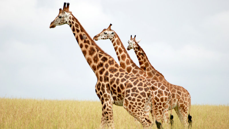 Giraffen - Giganten hautnah – Bild: Bibel TV