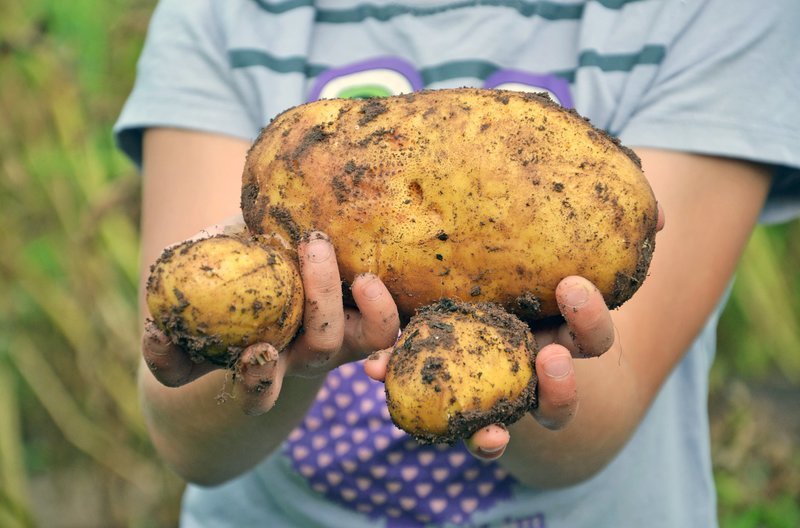 Ernten, was man im Frühjahr gepflanzt hatte. Und der große Wettbewerb: Wer findet die größte und dickste Kartoffel? Wer wird Kartoffelkönig? – Bild: BR/​SWR/​Harold Woetzel