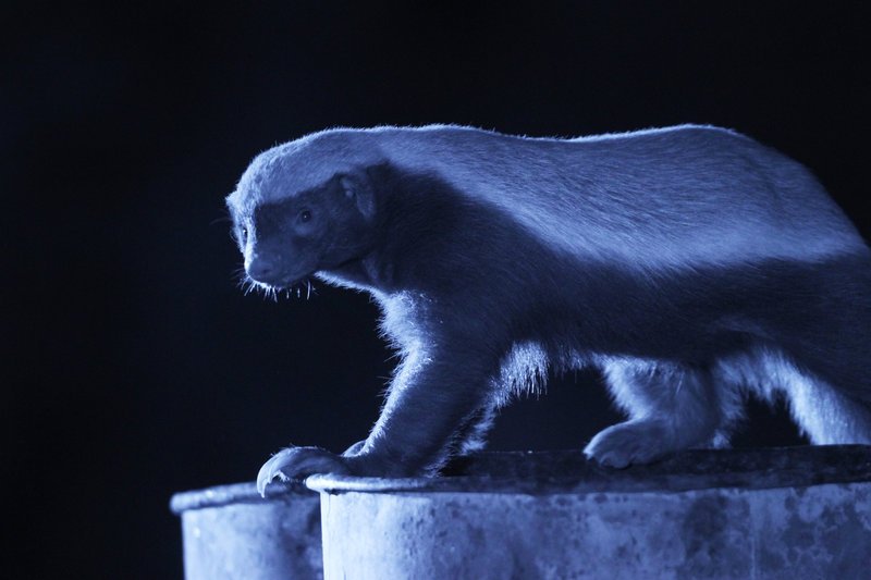 „Honigdachse – Keine Angst vor niemand“ erforscht die Lebensweise der Honigdachse, die im Guinness-Buch der Rekorde als die furchtlosesten Geschöpfe der Welt aufgeführt werden … – Bild: BBC /​ Oxford Scientific Films Lizenzbild frei