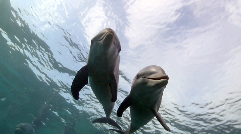 Die Farm der Delfine – Bild: ORF