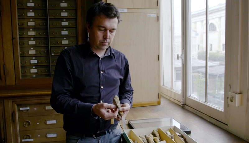 Das Verschwinden der Singvögel – Bild: GEO Television