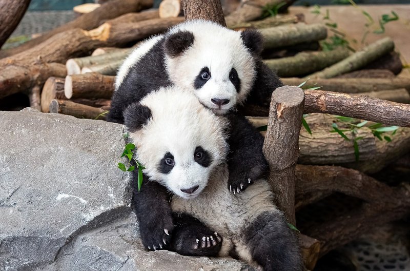 Ein Wiedersehen mit den Pandazwillingen Meng Meng und Jiao Qing von den Berlinern liebevoll Pit und Paule genannt. – Die Pandazwillinge Pit (vorne) und Paule (hinten) – Bild: rbb/​Zoo Berlin