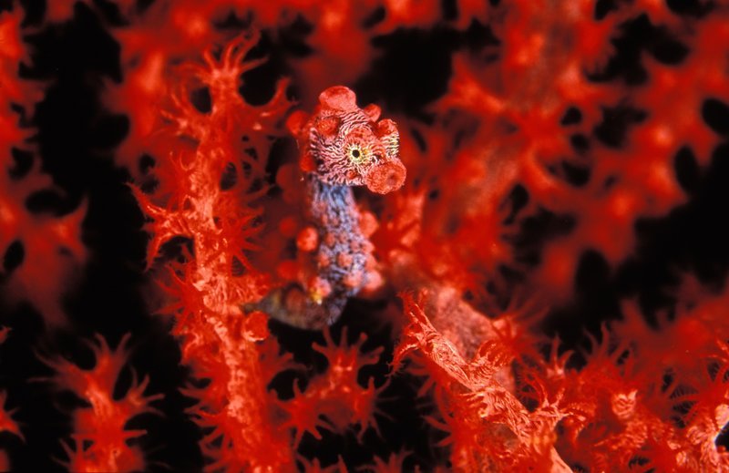 Pygmy seahorse – Bild: BBC