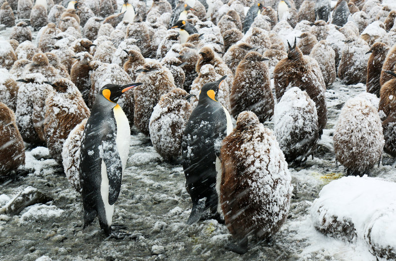 Insel der Pinguine – Bild: ORF