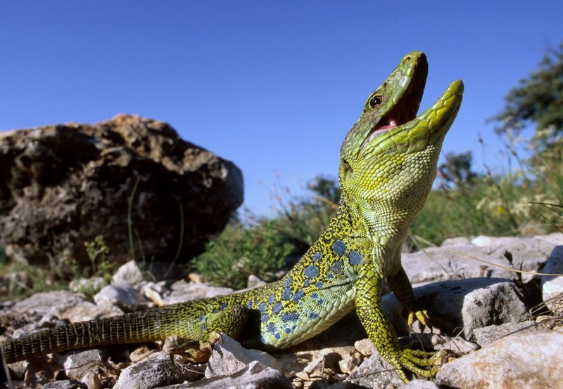 Eine Perleidechse im Hochzeitskleid. Das seltene Reptil gibt es nur noch an wenigen Plätzen in der Provence. – Bild: NDR/​NDR/​naturfilm/​Rolf Sziringer/​Klaus Weißmann