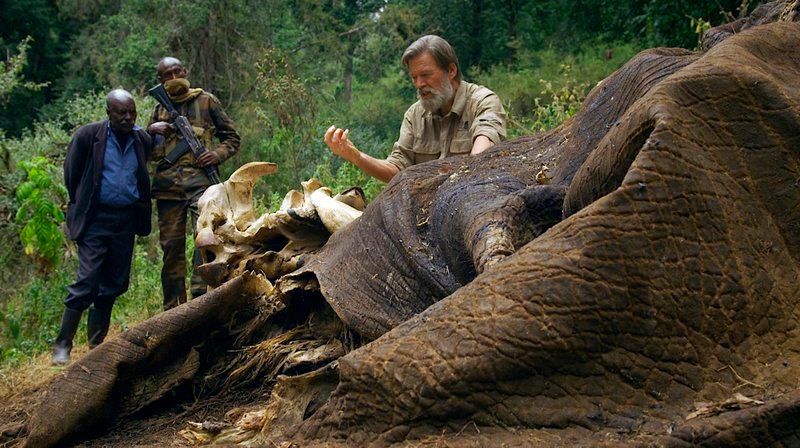 Tief bewegt untersucht Ian Redmond einen Elefantenkadaver, der von Elfenbeinjägern erschossen wurde. Weiteres Bildmaterial finden Sie unter www.br-foto.de. – Bild: BR/​Robert Sigl/​Text + Bild Medienproduktion