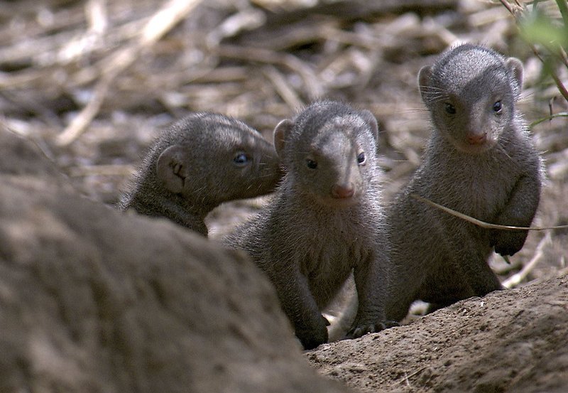 Für Spielkameraden ist gesorgt: Zebramungos bringen ihre Jungen im Familienverband fast gleichzeitig zur Welt. – Bild: NDR/NDR/Naturfilm/Owen Prümm Für Spielkameraden ist gesorgt: Zebramungos bringen ihre Jungen im Familienverband fast gleichzeitig zur Welt. – Bild: NDR/NDR/Naturfilm/Owen Prümm