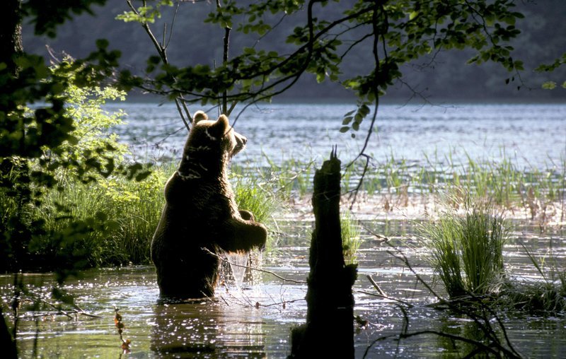 Braunbären am Ufer der Plitvicer Seen. – Bild: ZDF und ORF Braunbären am Ufer der Plitvicer Seen. – Bild: ZDF und ORF
