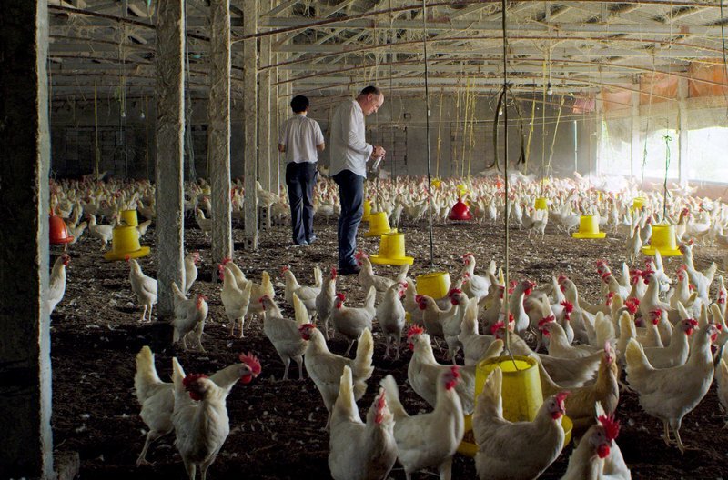 Der Mikrobiologe Timothy Walsh (re.) nimmt Proben in einer Hühnerzuchtfarm in Vietnam. – Bild: arte Der Mikrobiologe Timothy Walsh (re.) nimmt Proben in einer Hühnerzuchtfarm in Vietnam. – Bild: arte
