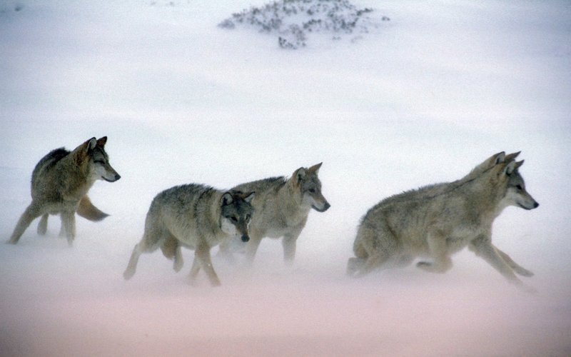 Wolfsrudel. – Bild: ORF Wolfsrudel. – Bild: ORF