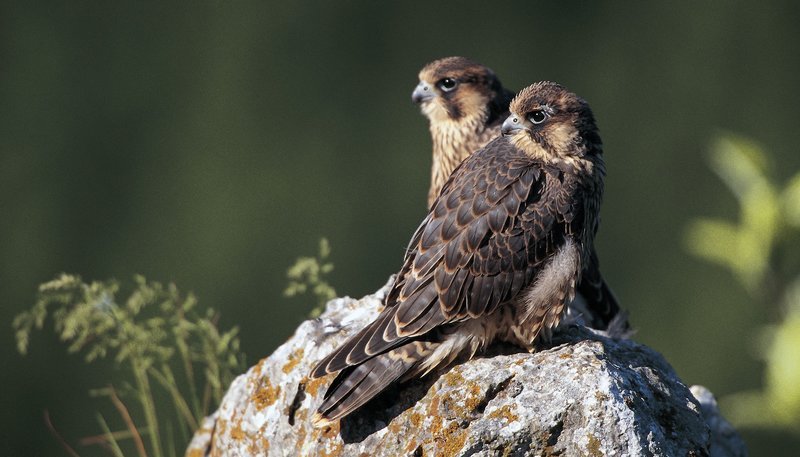 Zwei junge aus dem Nest ausgeflogene Wanderfalken warten auf einer Felsnase auf Futter. – Bild: WDR/​Dietmar Nill