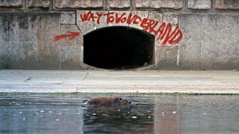 Wiener Wildnis. Die Rückkehr der Biber – Bild: ORF