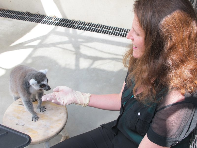 Tests mit Lemuren zeigen, dass auch Tiere rechnen können. – Bild: ZDF und Cara Feinberg.