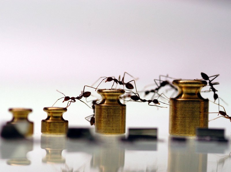 Ameisen - Die heimliche Weltmacht – Bild: ORF